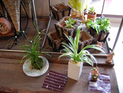 観葉植物